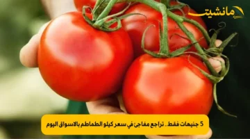 5 جنيهات فقط.. تراجع مفاجئ في سعر كيلو الطماطم بالأسواق اليوم